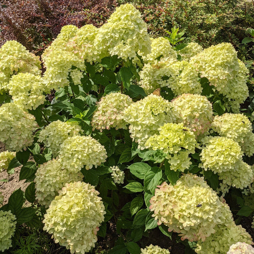 Hydrangea paniculata 'Little Lime' 3L / 5L -