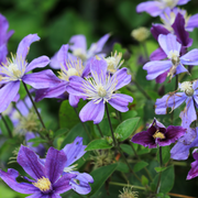 Clematis 'Arabella' -