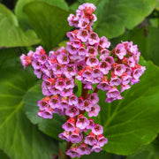 Bergenia cordifolia 'Purpurea' (Elephant's Ears) - Two sizes available -