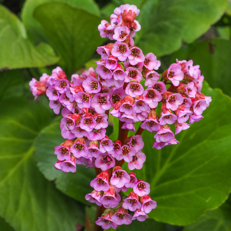 Bergenia cordifolia 'Purpurea' (Elephant's Ears) - Two sizes available -