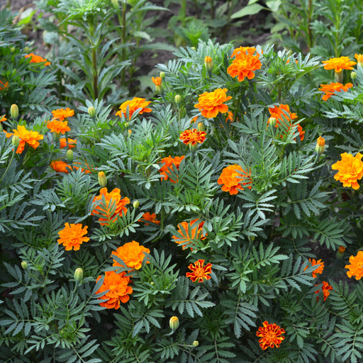 French Double Marigolds (Tray of 20 Plants) -