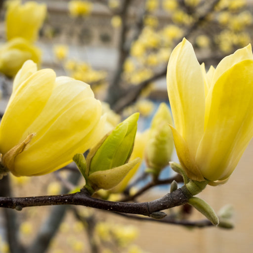 Magnolia denudata 'Yellow River' 2L -