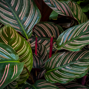 Calathea sanderiana 50cm -
