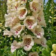 Digitalis purpurea Cream | (Foxglove) 1.5L -