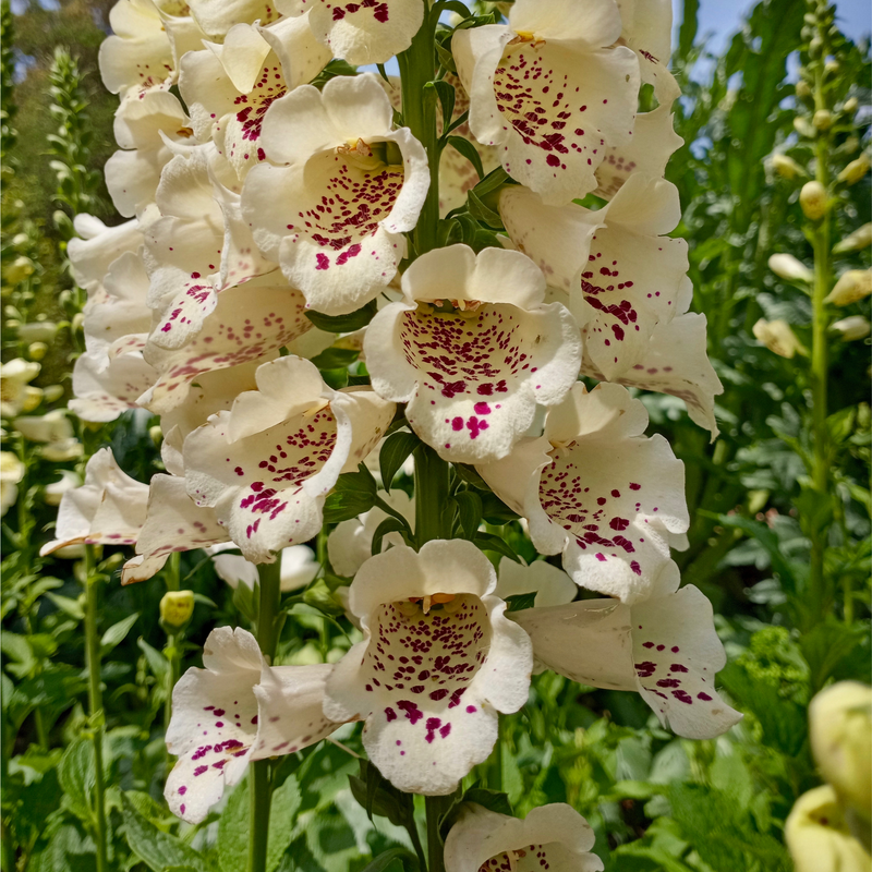Digitalis purpurea Cream | (Foxglove) 1.5L -