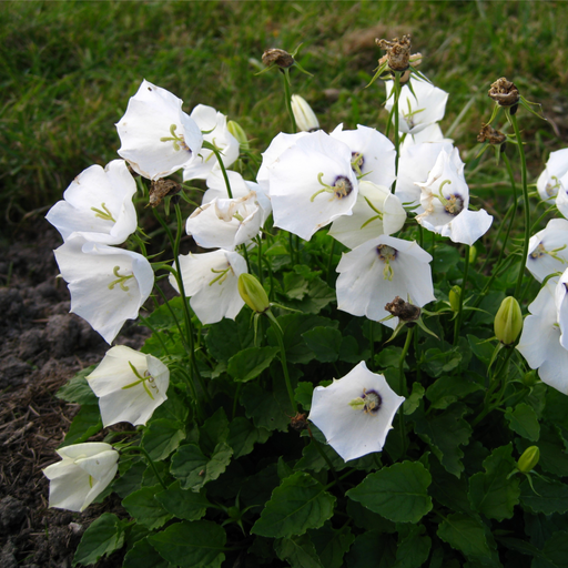 Campanula pyramidalis White 1L -