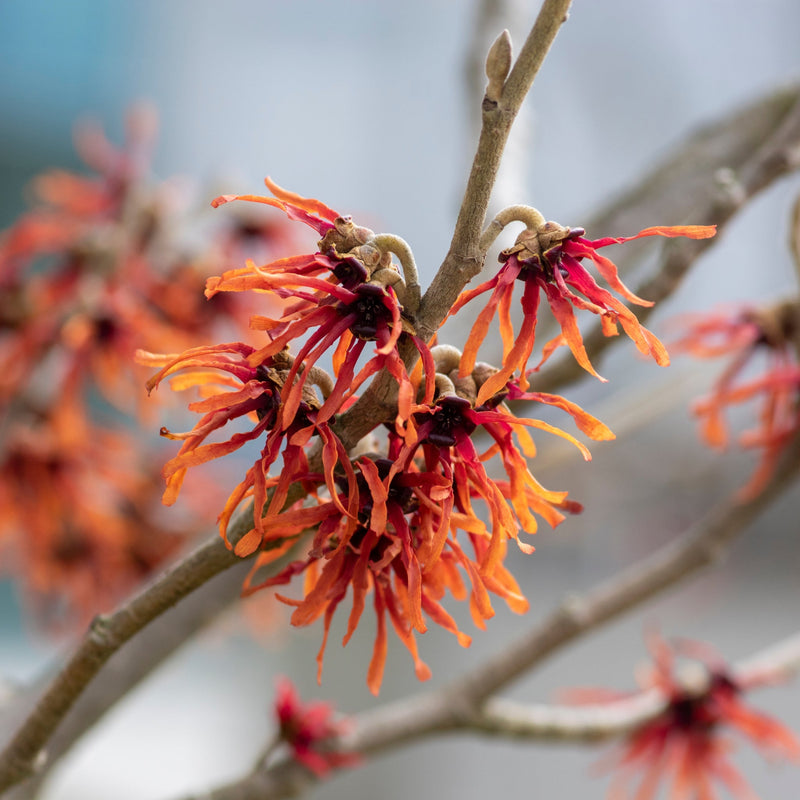 Hamamelis - Orange Beauty (Witch Hazel) 5L -
