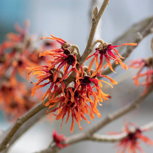 Hamamelis - Orange Beauty (Witch Hazel) 5L -