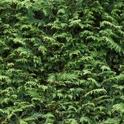 Potted Green Leylandii Hedging Conifers (Multi-buy Offers Available) -