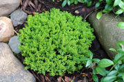 Hebe 'Emerald Gem' 'Green Globe' 9cm / 1L / 2L / 7.5L - Home & Garden