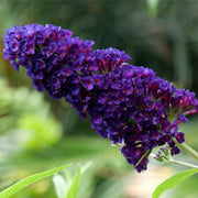 Buddleja davidii 'Black Knight' 1L / 2L -