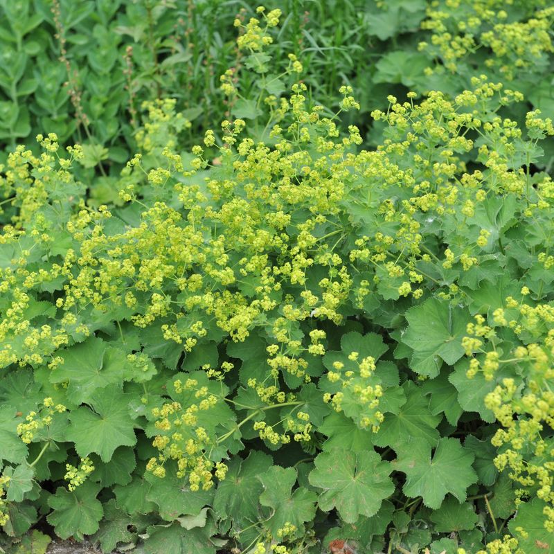 Alchemilla mollis 9cm -