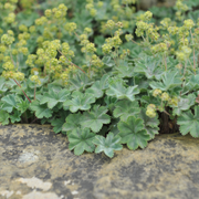 Alchemilla mollis 9cm -