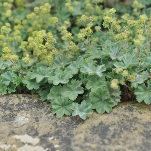 Alchemilla mollis 9cm -