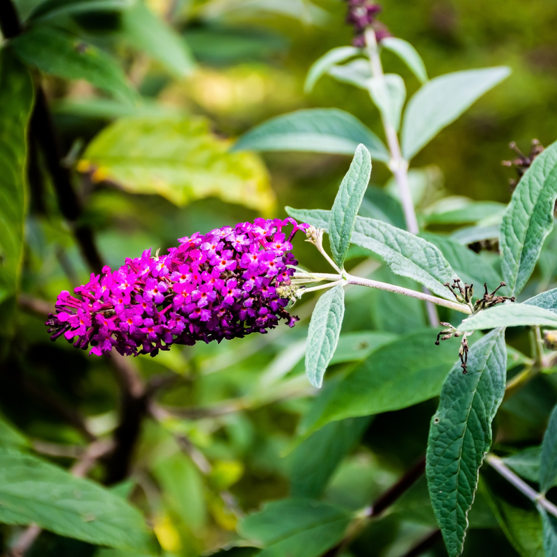 Buddleja Butterfly Candy 'Little Purple' 1/3L -