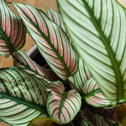 Calathea whitestar 50cm -