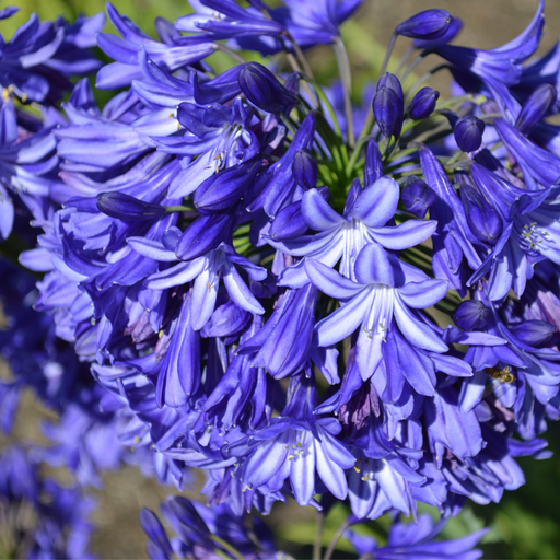 Agapanthus 'Blue Thunder' 2L -