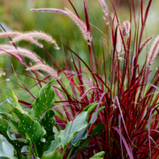 Pennisetum x Advena - Rubrum 9cm / 2L -
