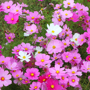 Cosmos Tray | Tray of 6 Mixed Plants -