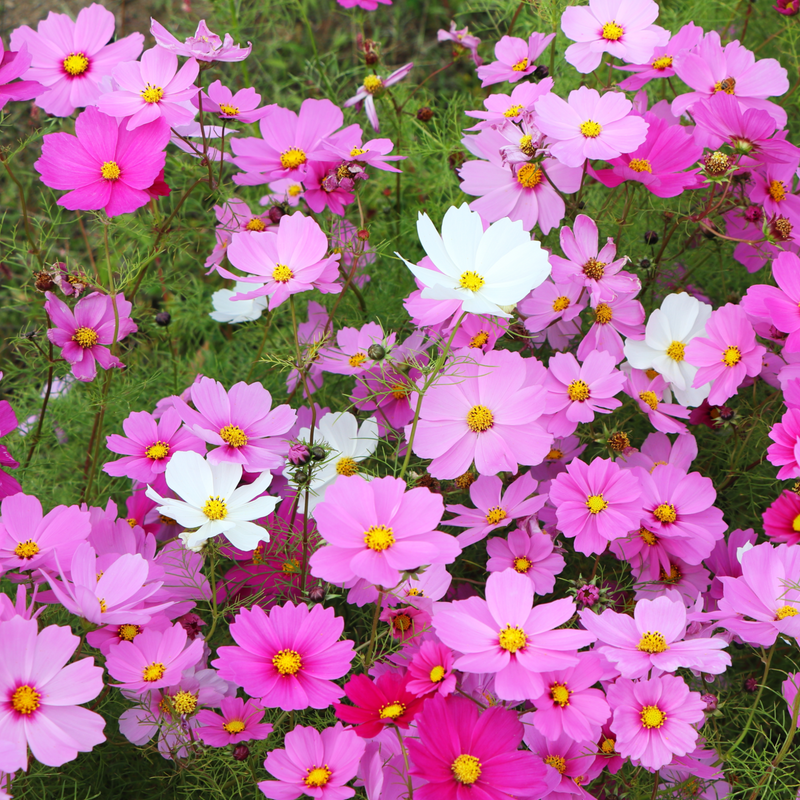 Cosmos Tray | Tray of 6 Mixed Plants -