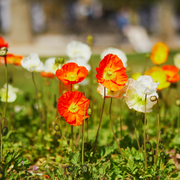 Poppy Spring Fever Mix 1.5L -