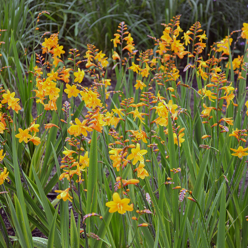 Crocosmia x crocosmiiflora 'Columbus' 2L -
