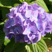 Dwarf Hydrangea | Hydrangea macrophylla 'Little Purple' 2L -