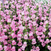 Campanula medium Rose - Canterbury bells 1L -