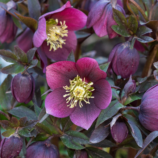 Helleborus orientalis - Purple (9cm) -