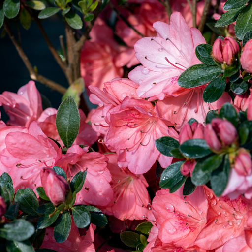 Azalea japonica 'Blaauw's Pink' 2L -