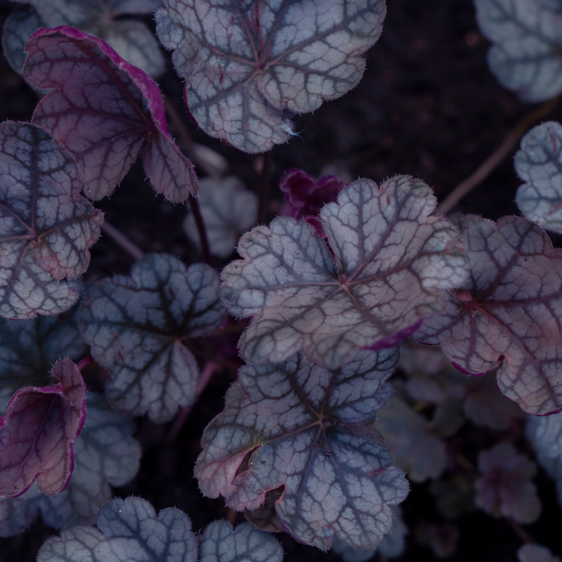 Heuchera 'Toncka Iced Olive' 2L -