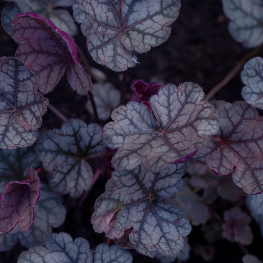Heuchera 'Toncka Iced Olive' 2L -