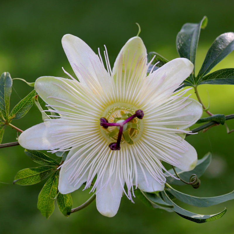 Passionflower Climber | Constance Elliot | 60cm -