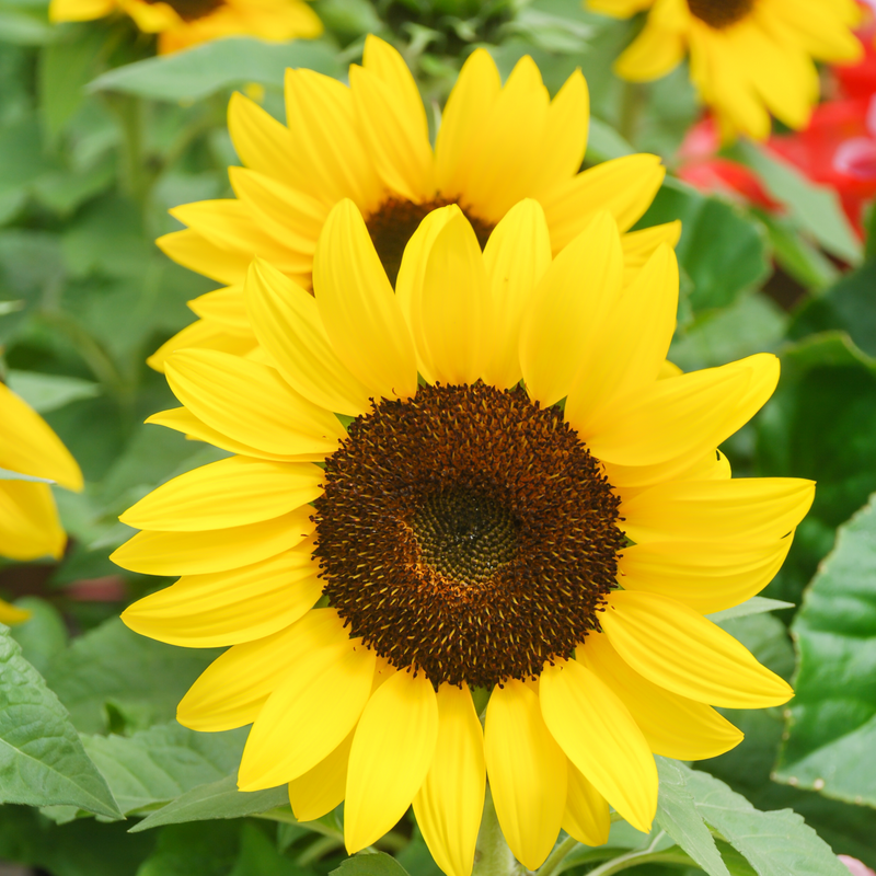 Dwarf Sunflower (13cm Pot) -