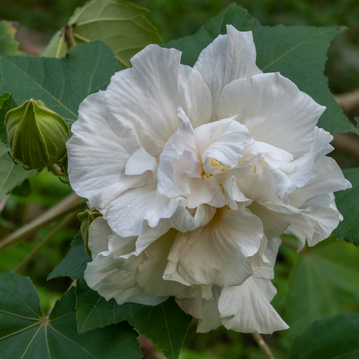 Hibiscus Syriacus 'Admiral Dewey' - White -