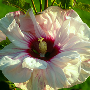 Hibiscus Syriacus 'Leopoldii' - Pink -
