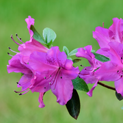 Azalea japonica 'Amoena' 2/5L -