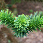 Araucaria Araucana | Monkey Puzzle Tree -