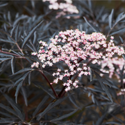 Sambucus nygra 'Black Lace' 9cm / 2L -