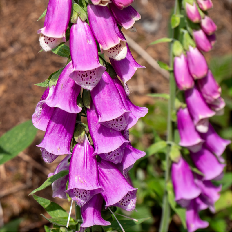 Foxgloves Digitalis purpurea Purple 3L -