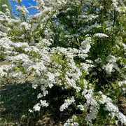 Spiraea japonica 'Snowmound' 1L -