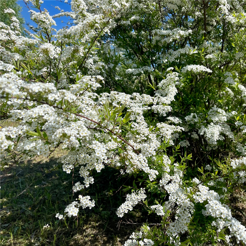 Spiraea japonica 'Snowmound' 1L -