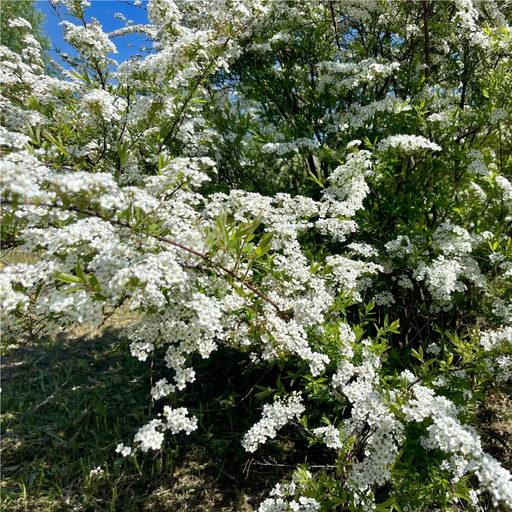 Spiraea japonica 'Snowmound' 1L -