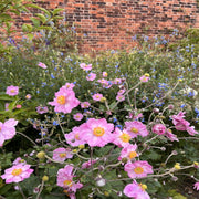 Anemone hybrida Queen Charlotte 9cm Pot -