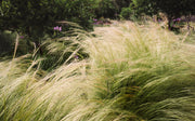 Stipa tenuissima 'Ponytails' 9cm/3L -