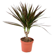 Dracaena Marginata 'Dragon Tree' 1 Stem -