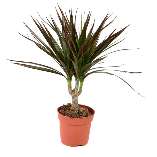 Dracaena Marginata 'Dragon Tree' 1 Stem -