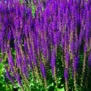 4 x Purple Flowering Perennials – 9cm Pots -