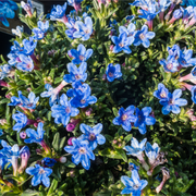 Lithodora 'Heavenly Blue' -