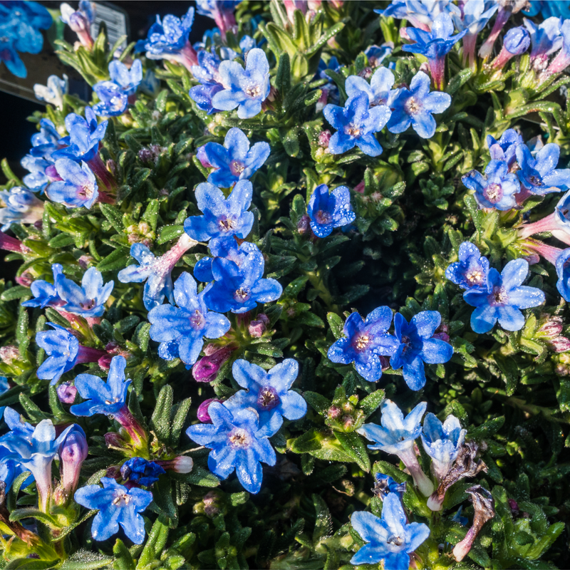 Lithodora 'Heavenly Blue' -